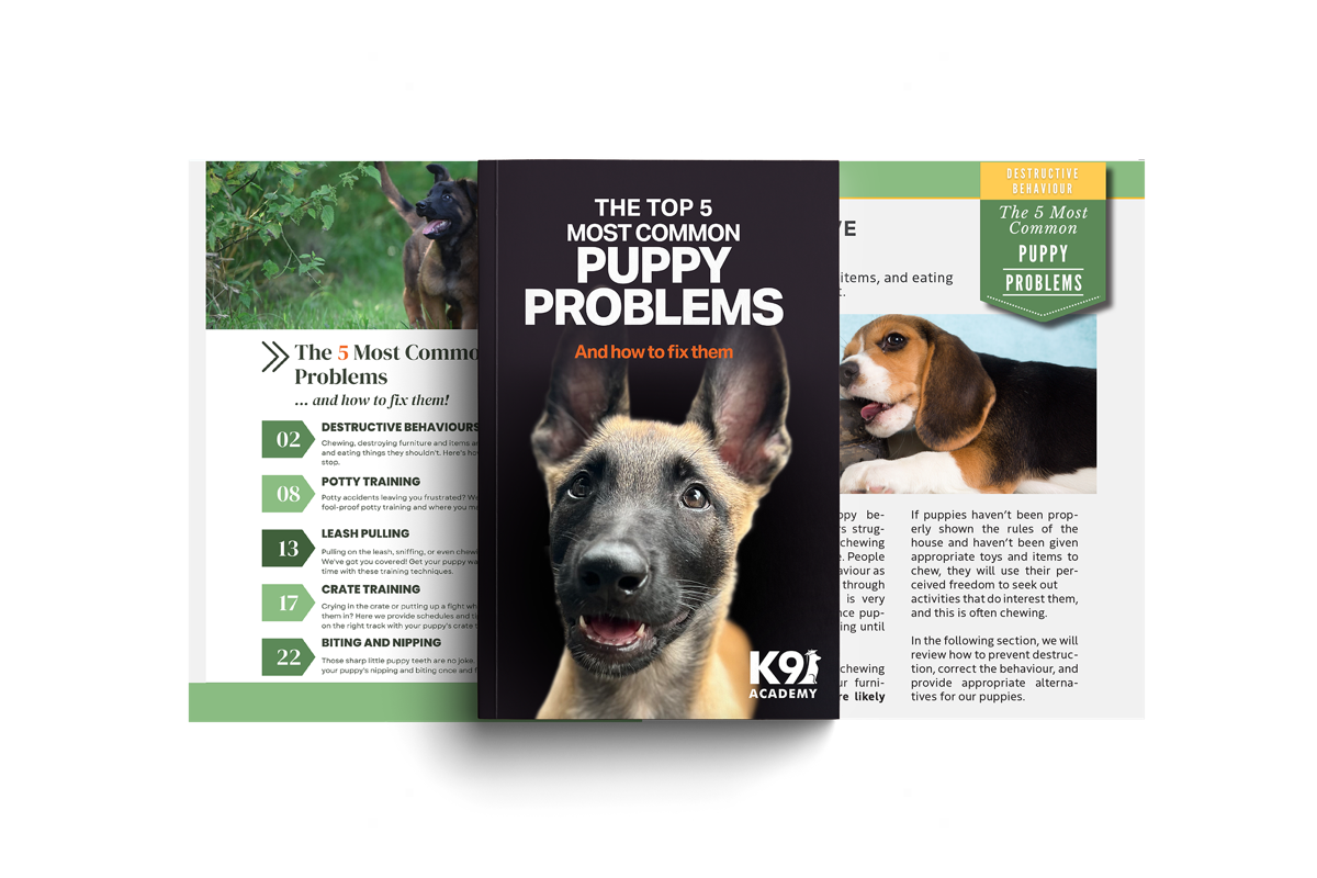 The Top 5 Puppy Problems